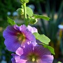 Alcea rosea 'Halo' (2)